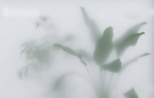 雾气磨砂膜效果绿植贴图