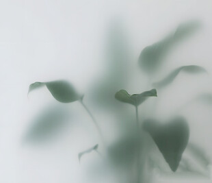 雾气磨砂膜效果绿植贴图