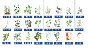 中草药矢量图