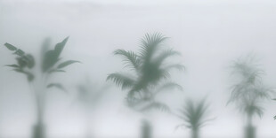 雾气磨砂膜效果绿植贴图