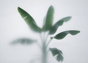 雾气磨砂膜效果绿植贴图