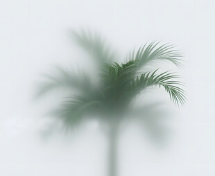雾气磨砂膜效果绿植贴图