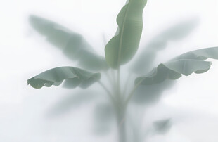 雾气磨砂膜效果绿植贴图