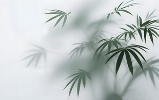 雾气磨砂膜效果绿植贴图