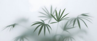 雾气磨砂膜效果绿植贴图