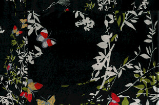 蝴蝶花 扫描金昌画的