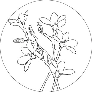 圆形轮廓中的花卉线条画