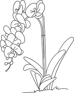 手绘兰花线条图