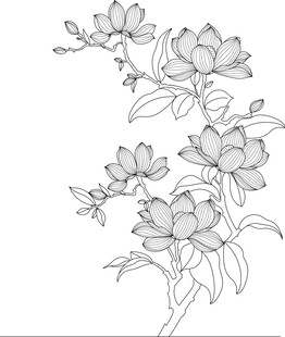 玉兰花枝线描图