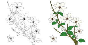 白花朵 植物线稿与彩图 茉莉