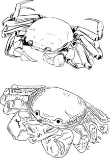大闸蟹手绘线稿包装螃蟹礼盒设计