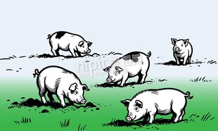 手绘小猪猪仔公猪母猪农场