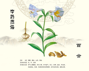 中药百合植物图示