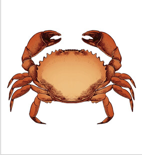 一只螃蟹的精美插画