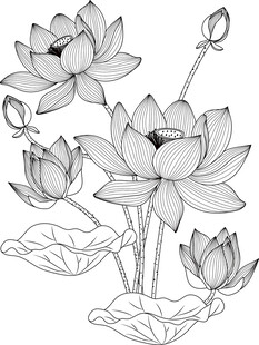 白描荷花图 矢量图