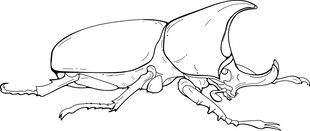 独角仙线描图 矢量图