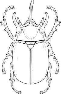 独角仙昆虫线稿图 矢量图