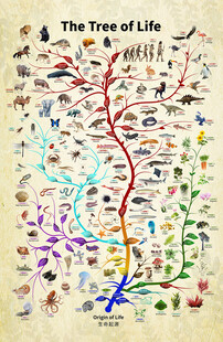 生命之树图示