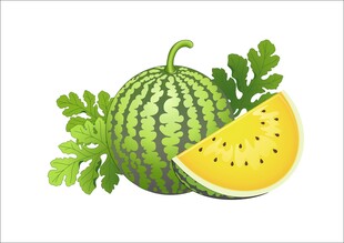 新鲜西瓜及切片插画