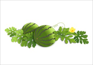 清新西瓜与绿叶插画