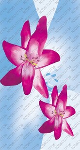 两朵紫色花朵绽放