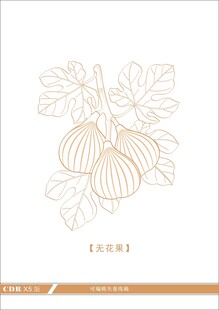 无花果素材线稿
