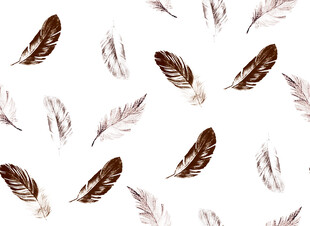 棕色羽毛图案背景纹理