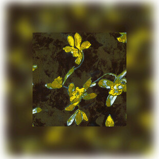 水中绽放的黄色小花