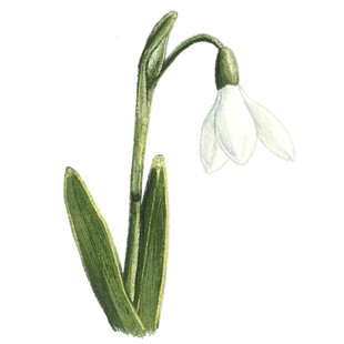 白色雪花莲插画