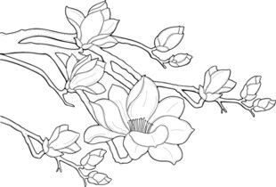 玉兰花枝线描图 矢量图