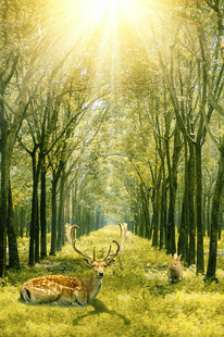 阳光森林中的休憩小鹿