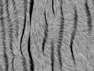 灰白条纹毛发皮纹