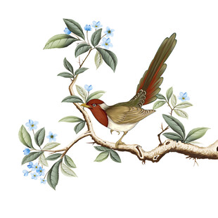 手绘花鸟