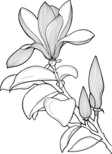 玉兰花枝线描图 矢量图