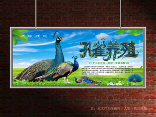 孔雀展板