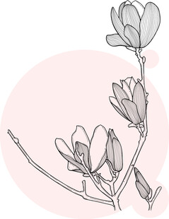 手绘淡雅玉兰花枝图 矢量图