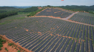 山坡上的蓝莓基地