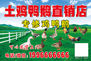 鸡鸭鹅店