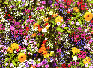 缤纷多彩的花卉景观