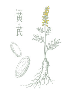 黄芪矢量素材