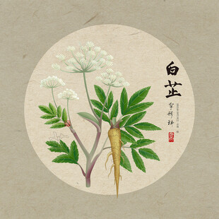 白芷插画图