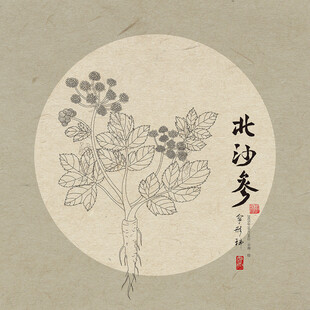 手绘北沙参植物图