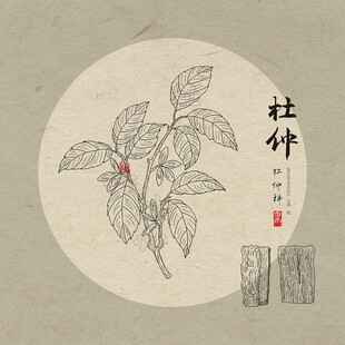 手绘杜仲插画