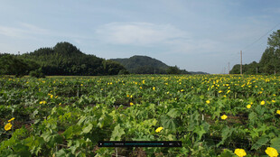 田野黄花远山绿意