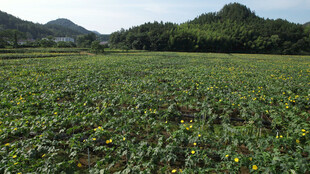 广袤田野绿意盎然