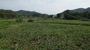 绿意盎然的广阔田园风光