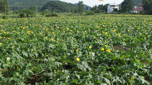 金黄向日葵田田园风光