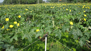 黄色花朵盛开的田园景象