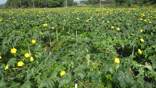 黄色花朵的绿色植物田