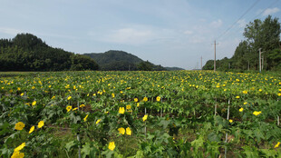 金黄丝瓜络花海